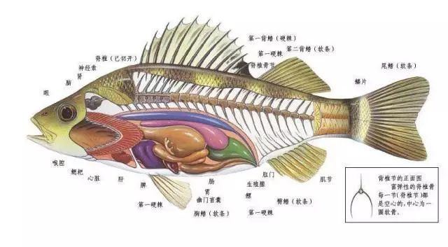 鱼类肠道是一种管状的消化器官,其功能可以概括成如下几个方面:01储存