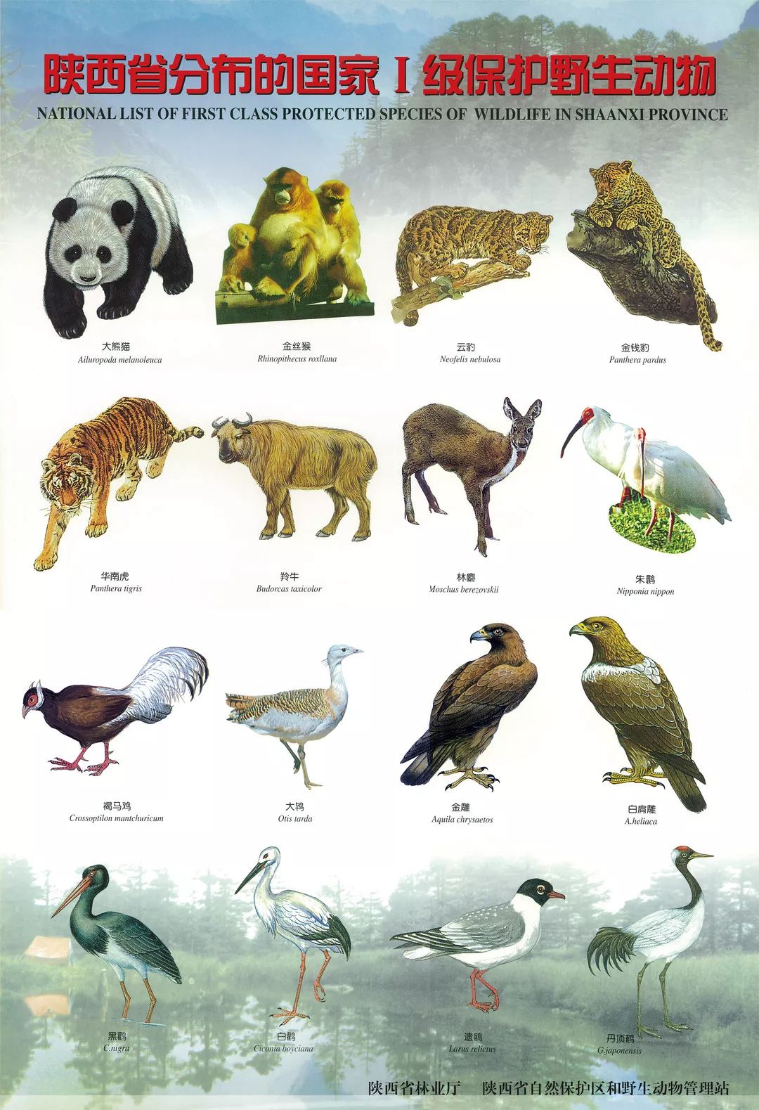 濒危动物名单图片