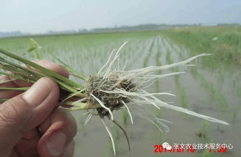 高产高效有绝招水稻根好苗就好