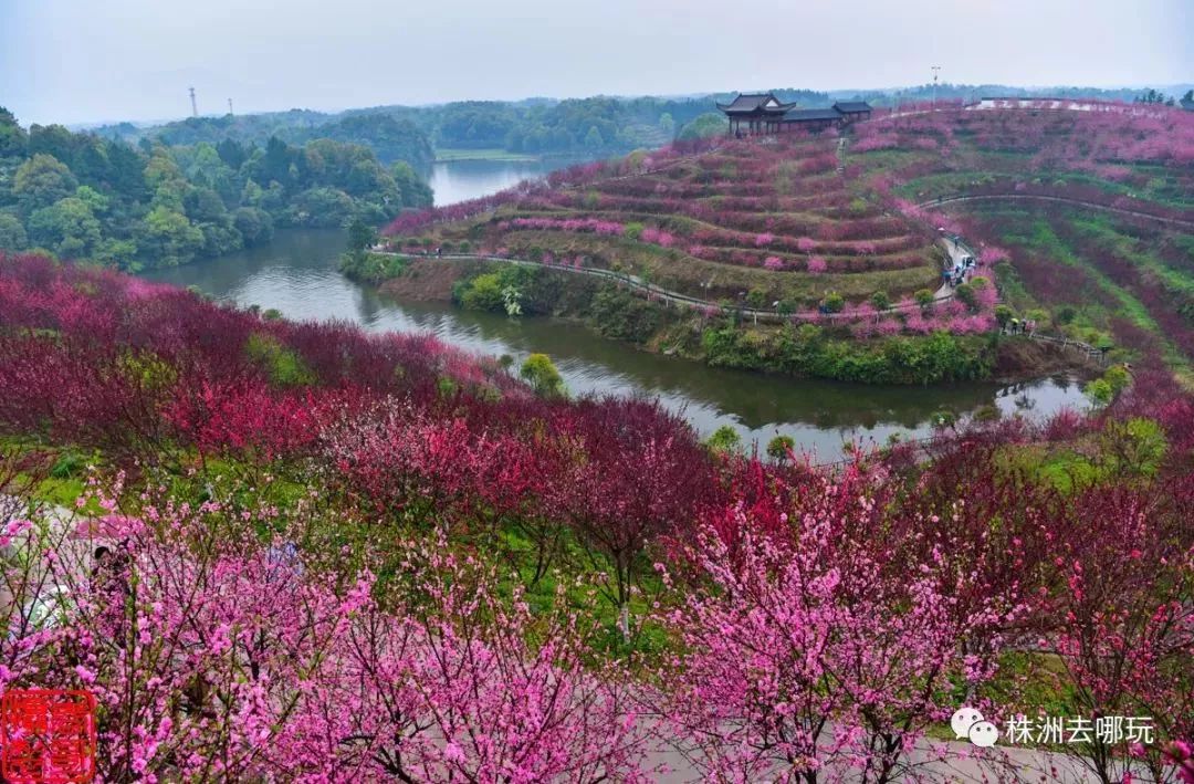 清水湾畔桃花谷图片