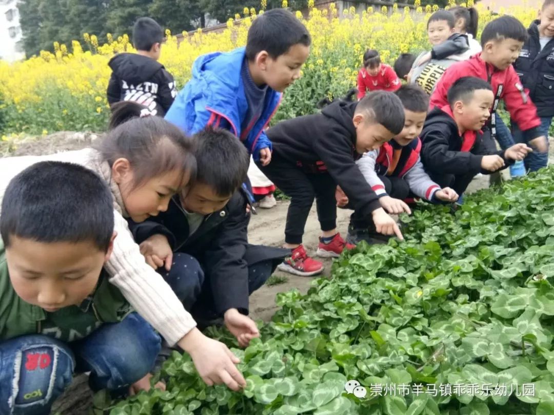 漫步春天--崇州市羊馬鎮乖乖樂幼兒園觀看油菜花活動