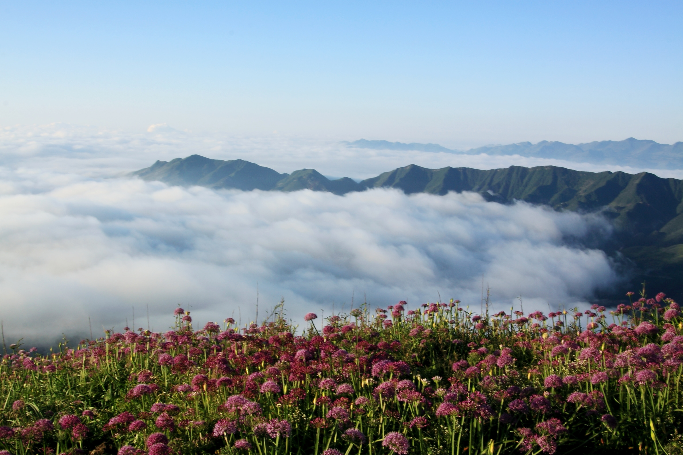 贵州威宁草海,一个鲜为人知的草甸湖泊,却是高原神鸟的天堂