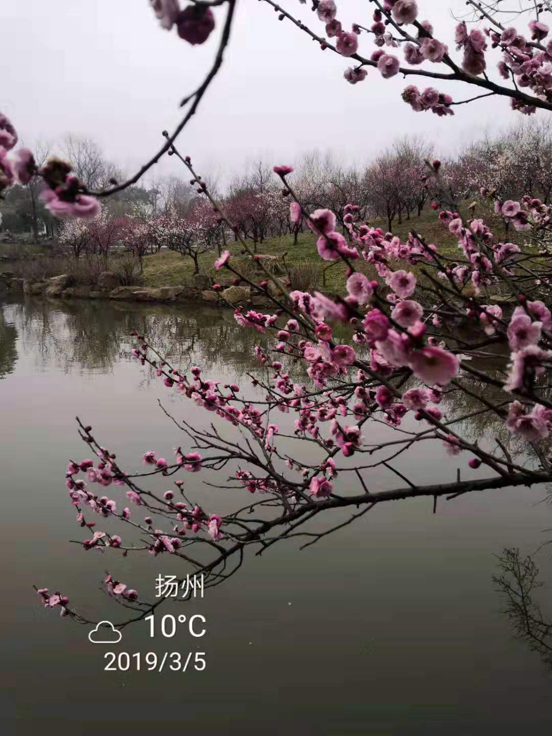 束雨竹图片