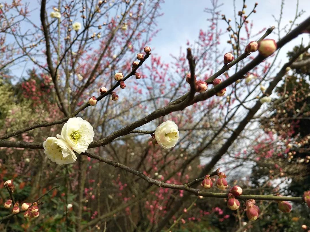 植物園的梅花開了美美美美翻了