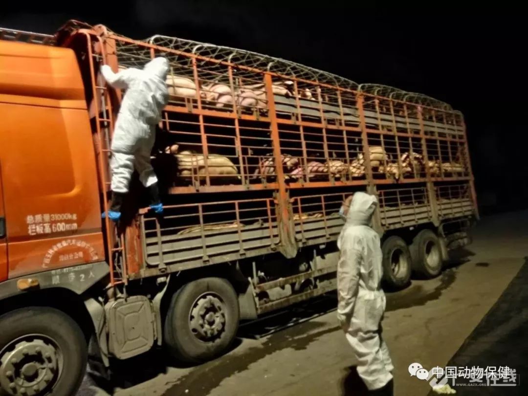 《動物檢疫合格證明》標明耳標號碼為江西省贛州市寧都縣耳標情況