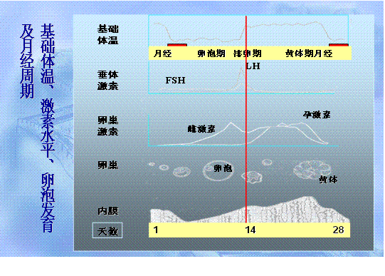 一张图看懂卵泡监测原创