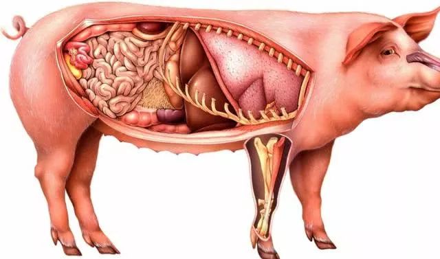 动物内脏分布图画高清图片
