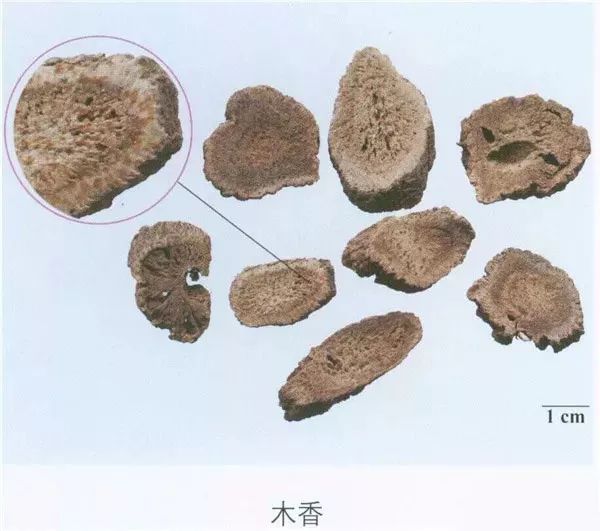 中藥常用200味中藥彩圖教你熟記中藥功效