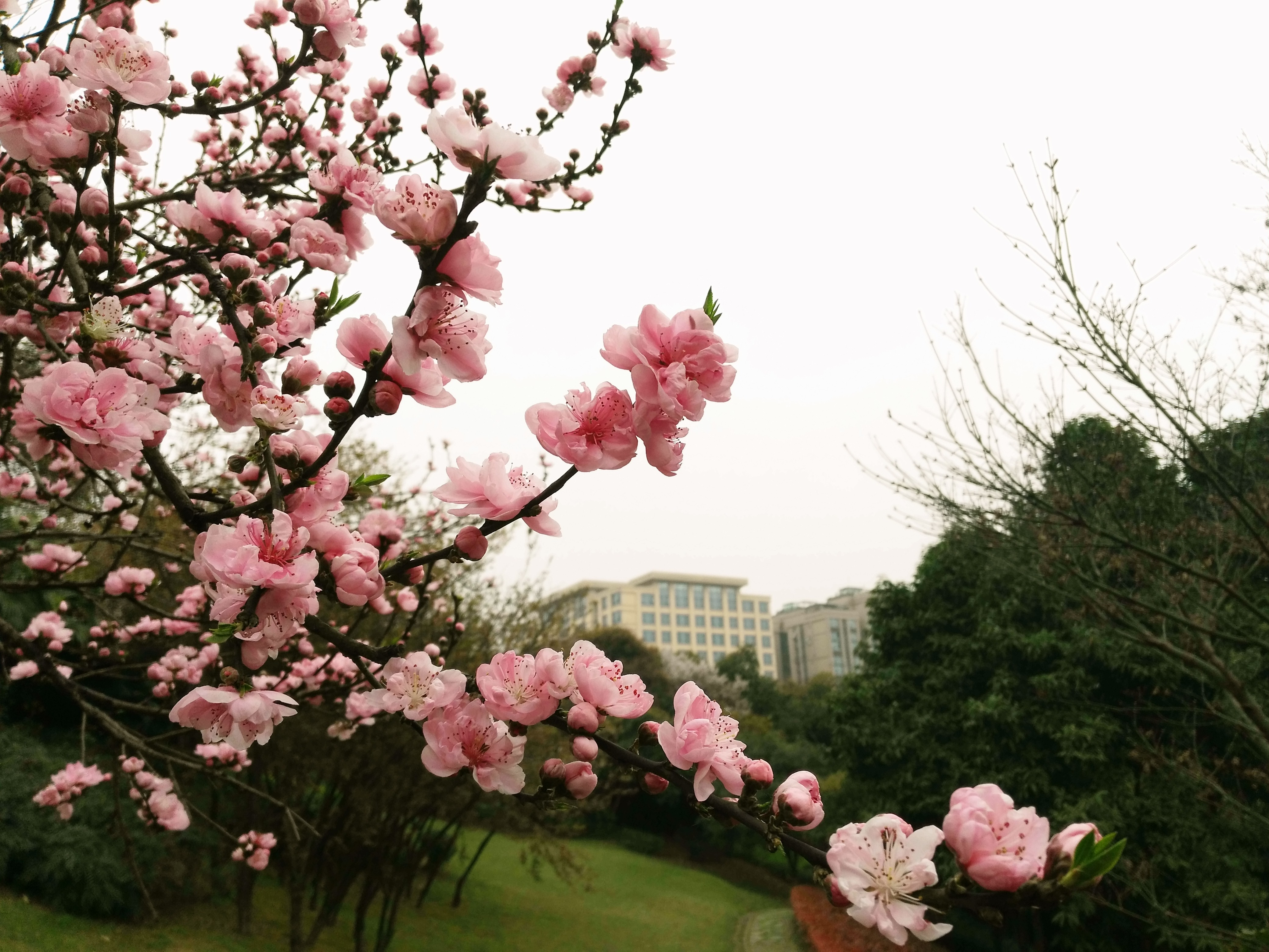 鸿恩寺公园踏青桃花朵朵开得欢快美好春光等君来