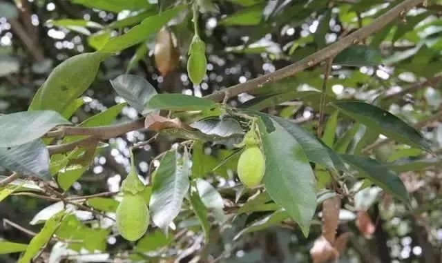 覽城61知木一棵樹換一套房農村種這些樹才賺錢中國各地適宜栽培珍貴