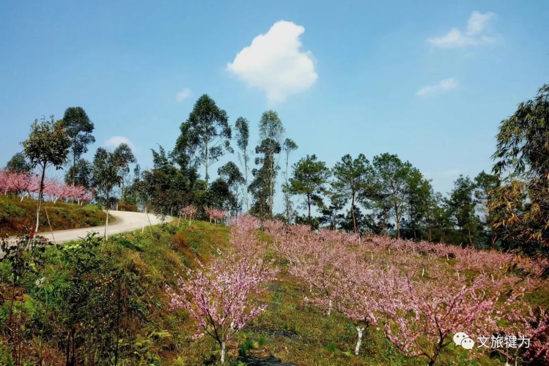 犍为龙门花海景区图片