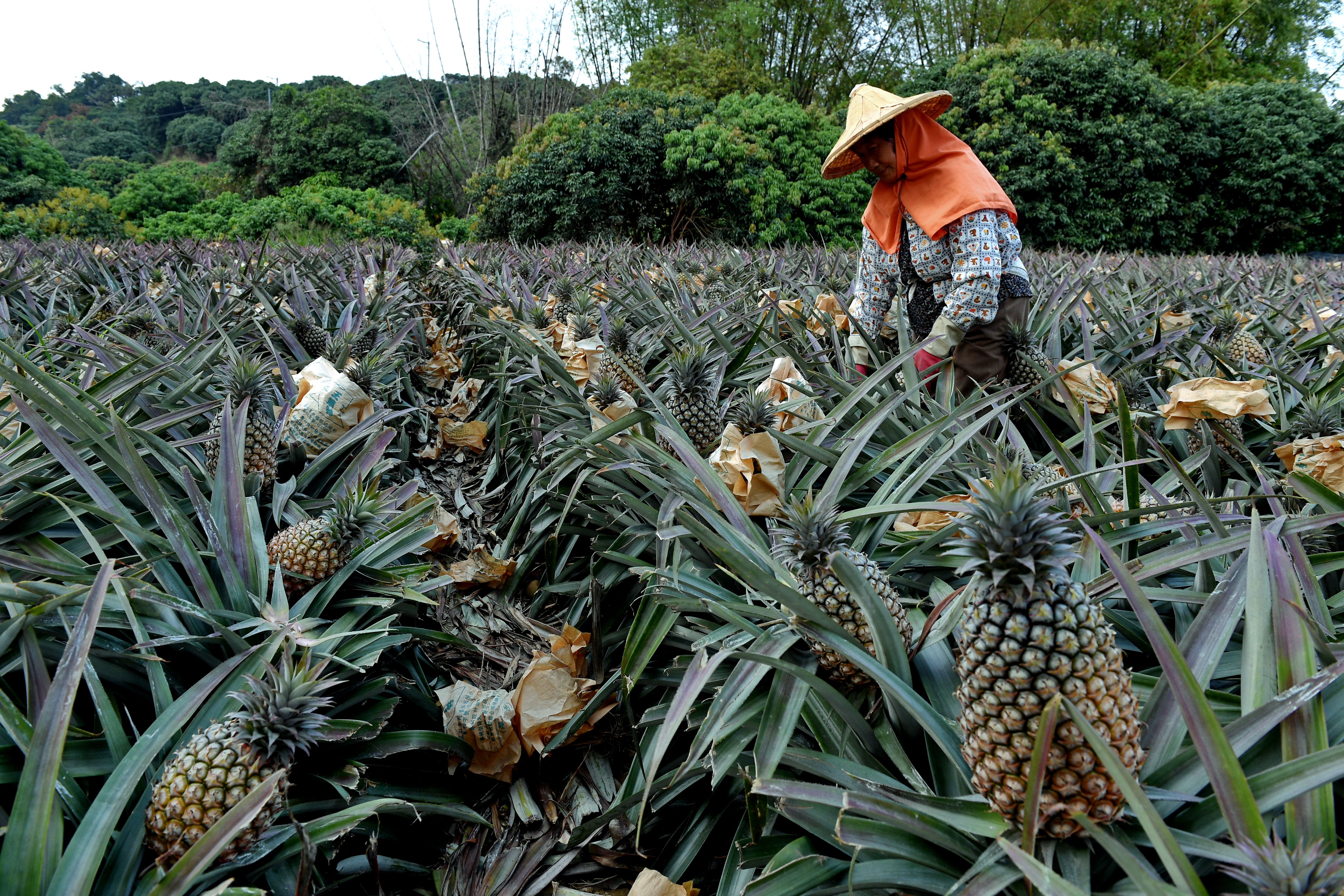 台湾凤梨成熟图片