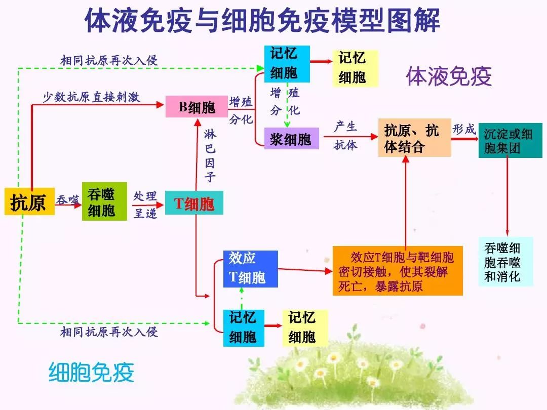 免疫系统的组成图解图片