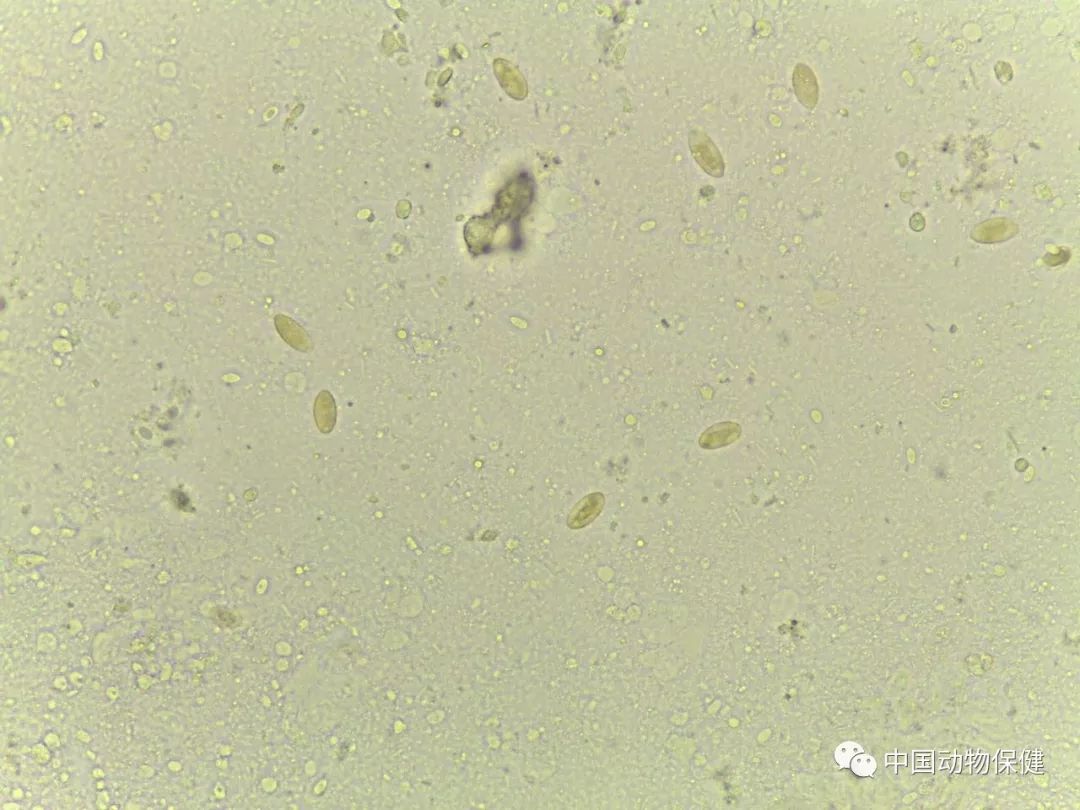 球虫卵囊显微镜图片