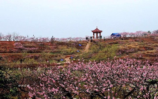 广汉松林桃花景区图片