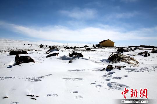 青海南部雪灾地区进入多雪时段_玉树