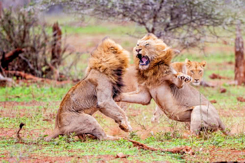 两只雄狮为争夺母狮大打出手,场面极其惨烈,母狮的反映亮了