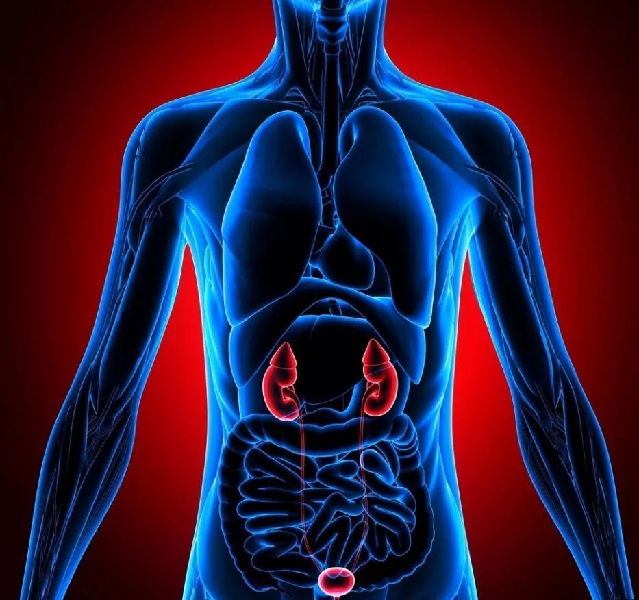 肾在人体结构图位置图片
