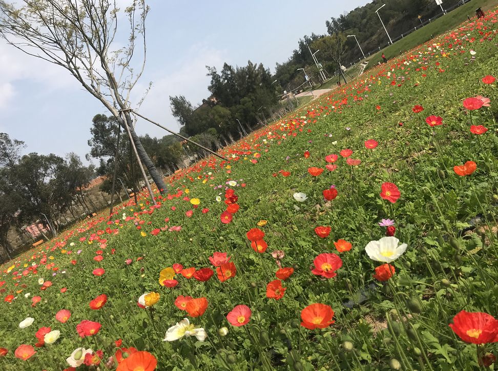 3月13日,第一批綠島家人開啟踏青之旅,目的地是美麗的花海谷公園.