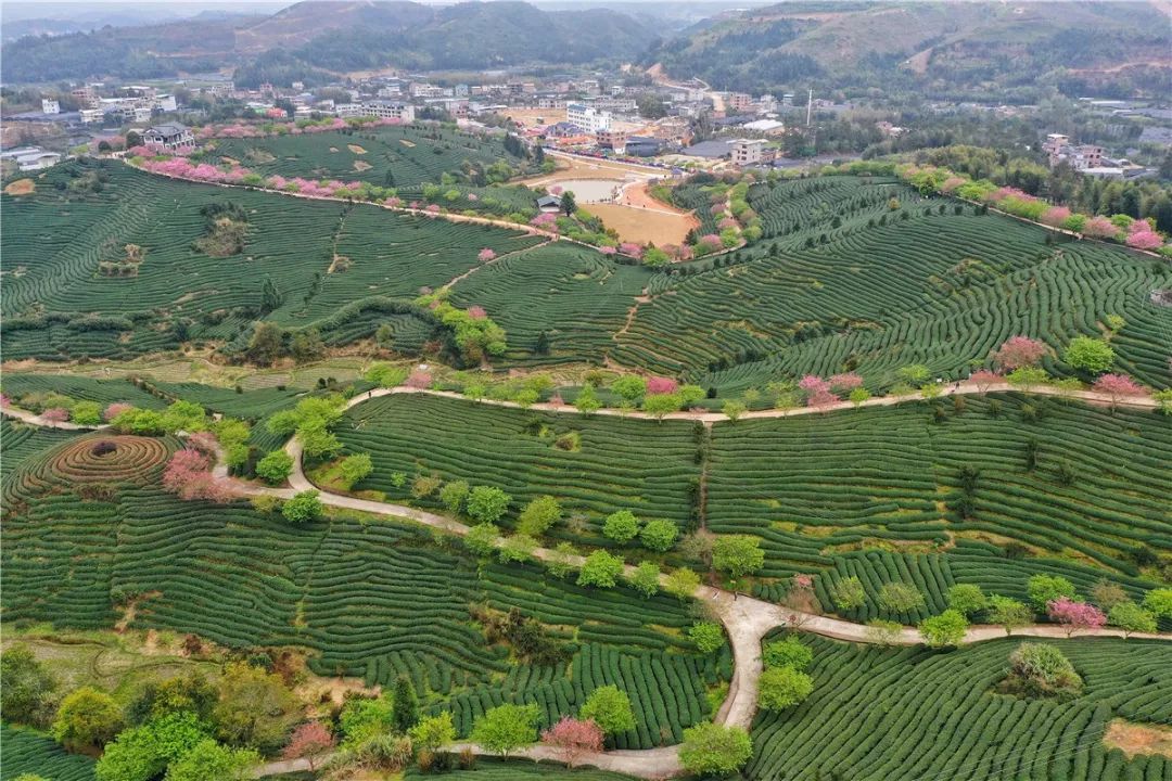 主要有中國紅,緋寒櫻,雲南櫻,染井吉野櫻,牡丹櫻,福建山櫻等,品種多達