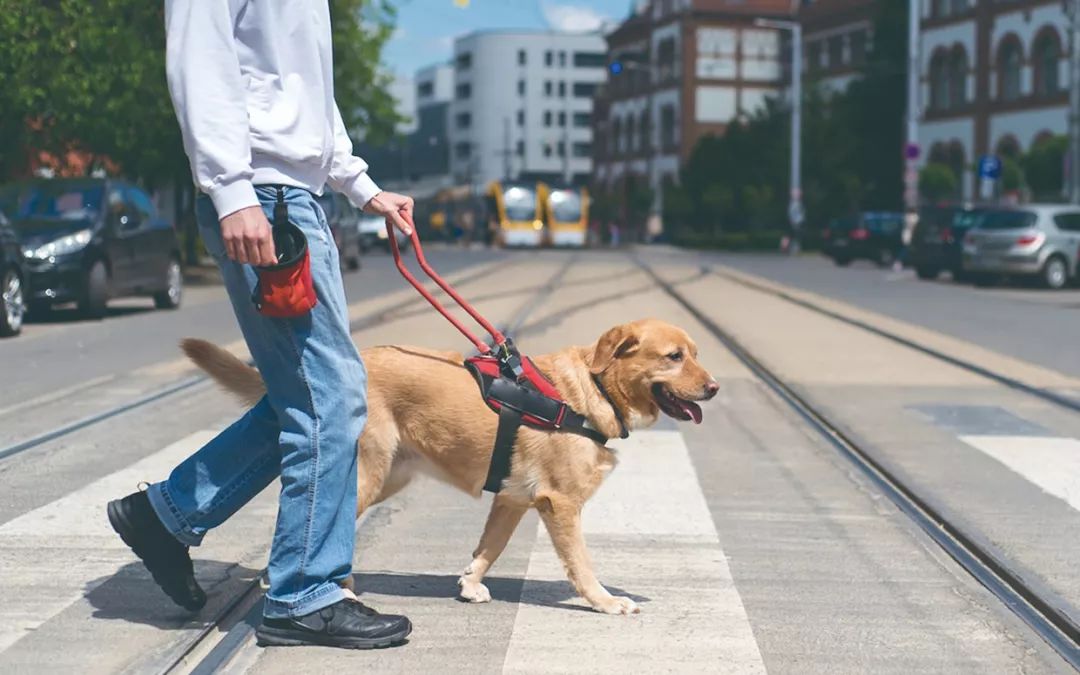 导盲犬知道它的主人是盲人吗?