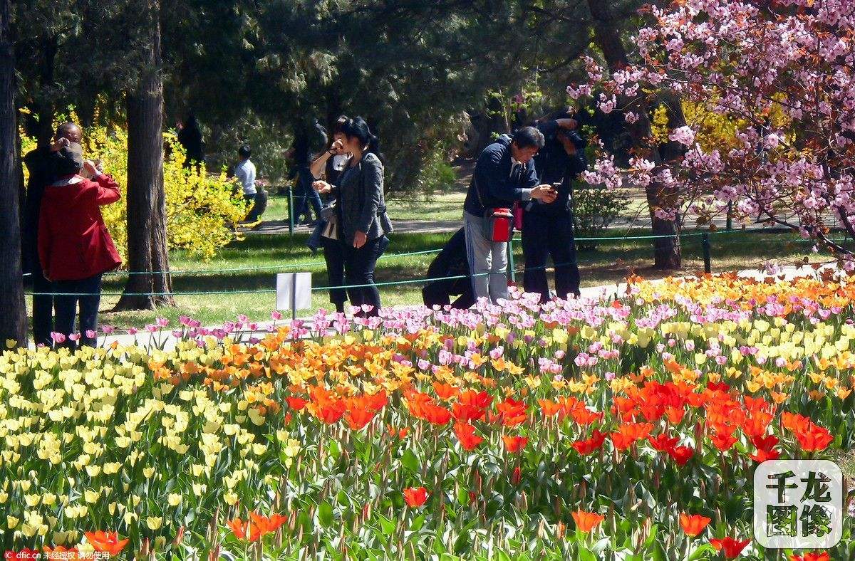 北京看花的公园图片