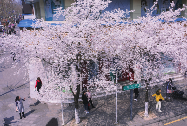 看高山街樱花如雪