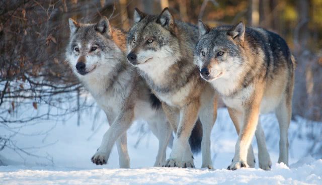 西伯利亚狼群图片