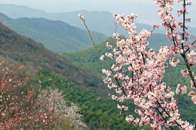 葛仙山櫻花花期預告:20日前後可進入最佳觀賞期_赤壁