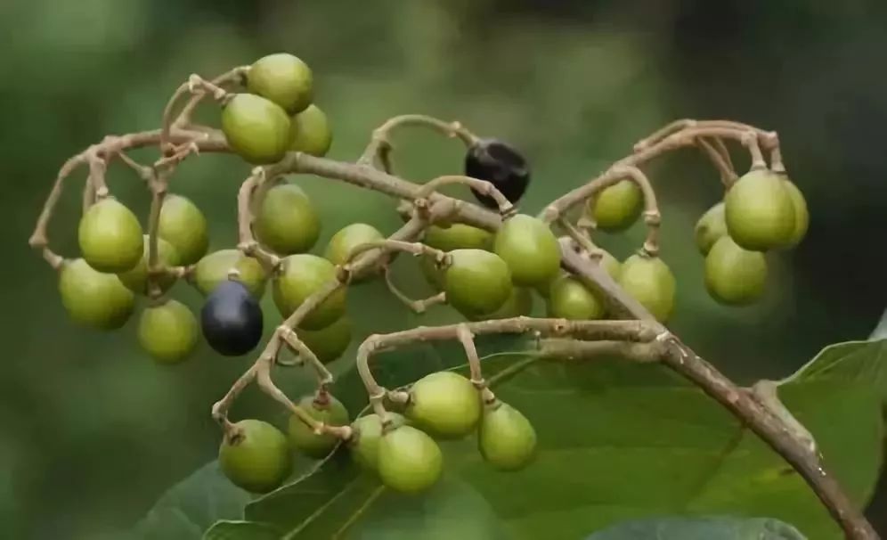 大杀伤力竹筒枪图片