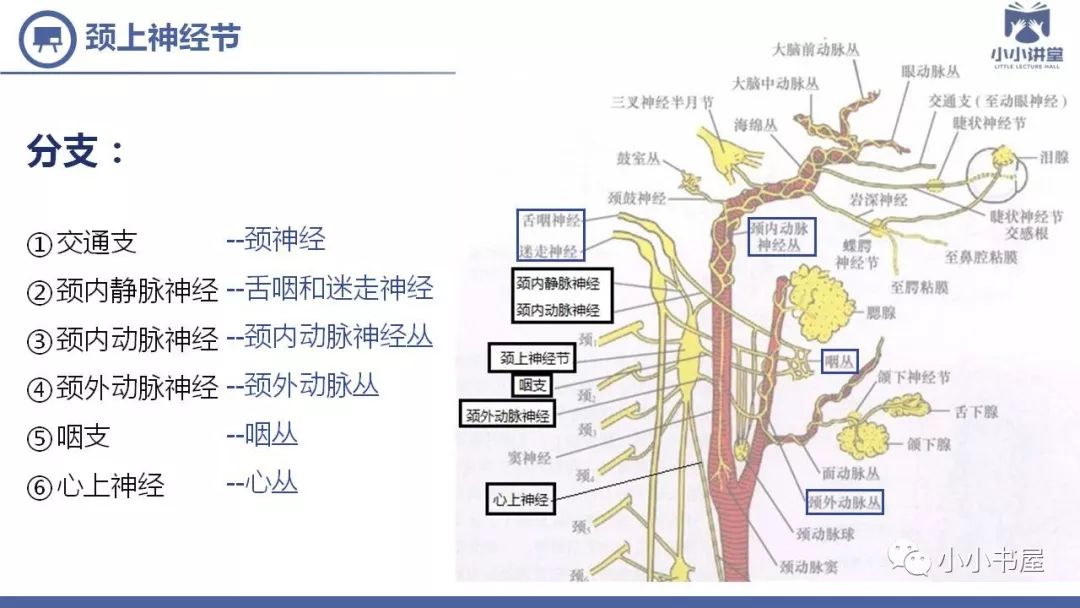 小小讲堂交感神经型颈椎病一