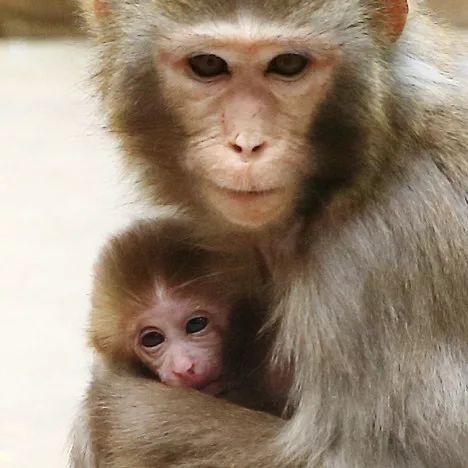 如果動物也會發朋友圈哈哈哈哈