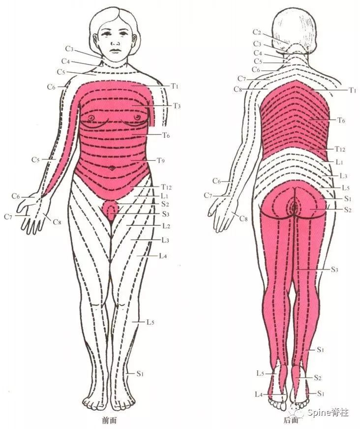 一文读懂脊柱神经支配