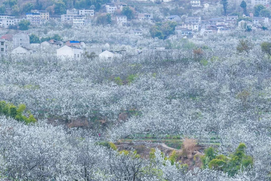 汉源梨花节即将开幕花海盛景等你来