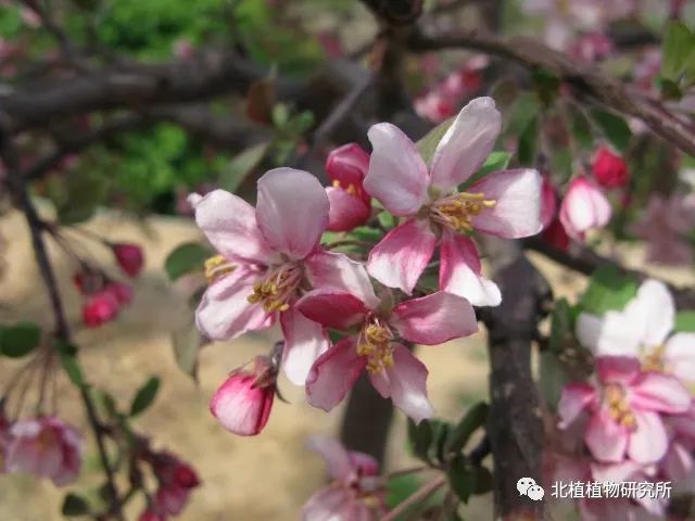 malus brandywine04. 【白蘭地】海棠malus prairifire03.