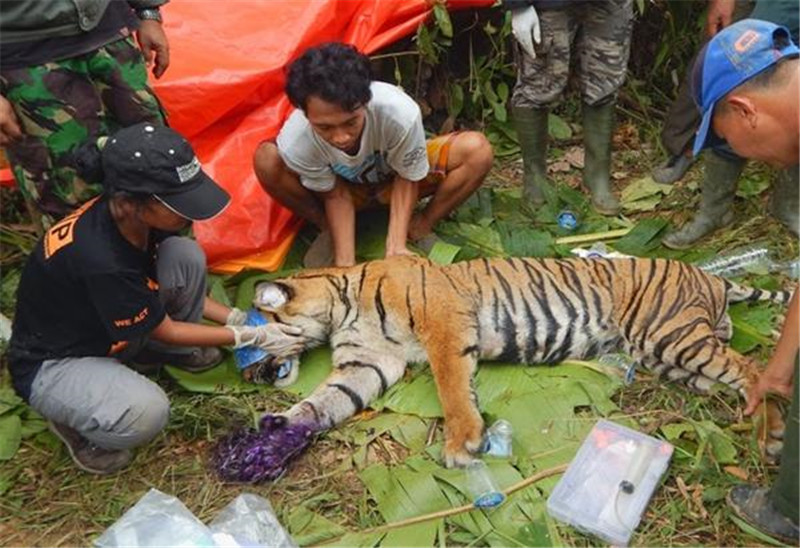 老虎受伤被救,看到自己的伤势,老虎满脸绝望