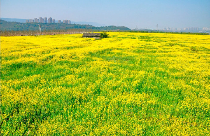 春光無限好自駕廣陽島看滿島金黃油菜花