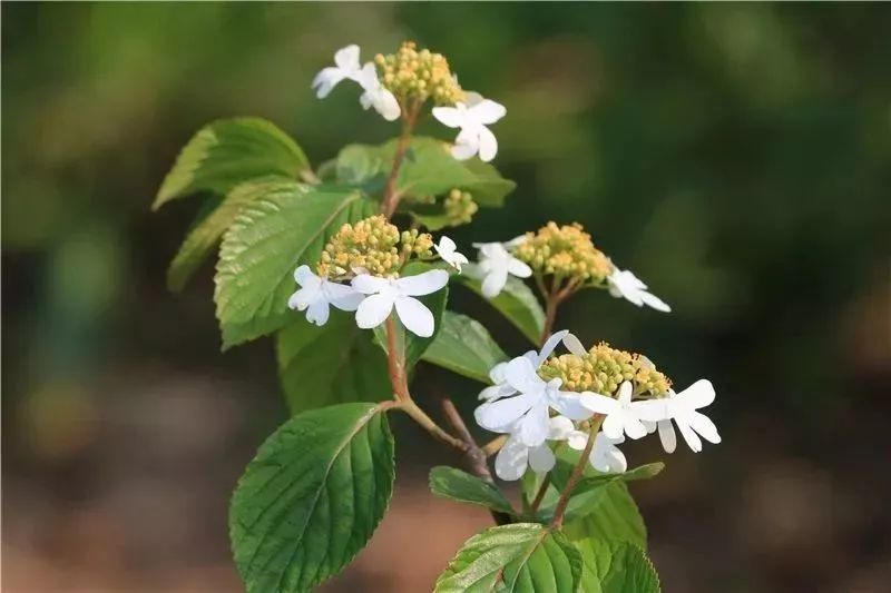 花漾筆架山蝶花莢蒾見過嗎週末賞花如夢令