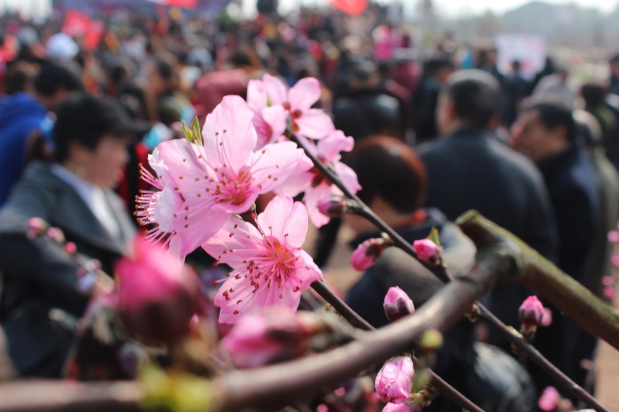 广安市前锋区举办第三届桃花节贫困乡村变成世外桃园