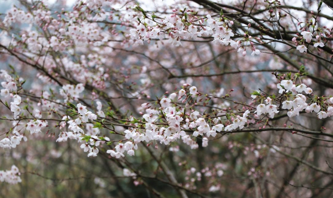 這片櫻花林裡深藏著吉野櫻,綠櫻,垂枝櫻椿寒櫻,福建櫻,日本晚櫻等品種