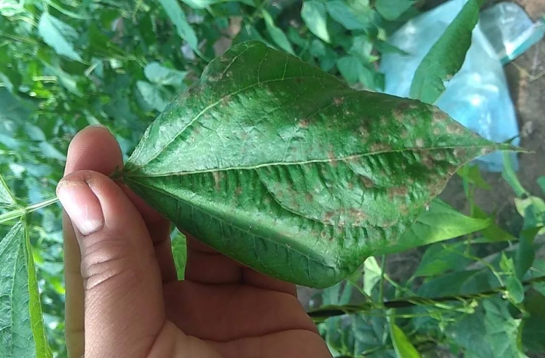 鲁虹植保机器人:你来休息,它耕耘;饲用型小黑麦新品种育成;全生物降解