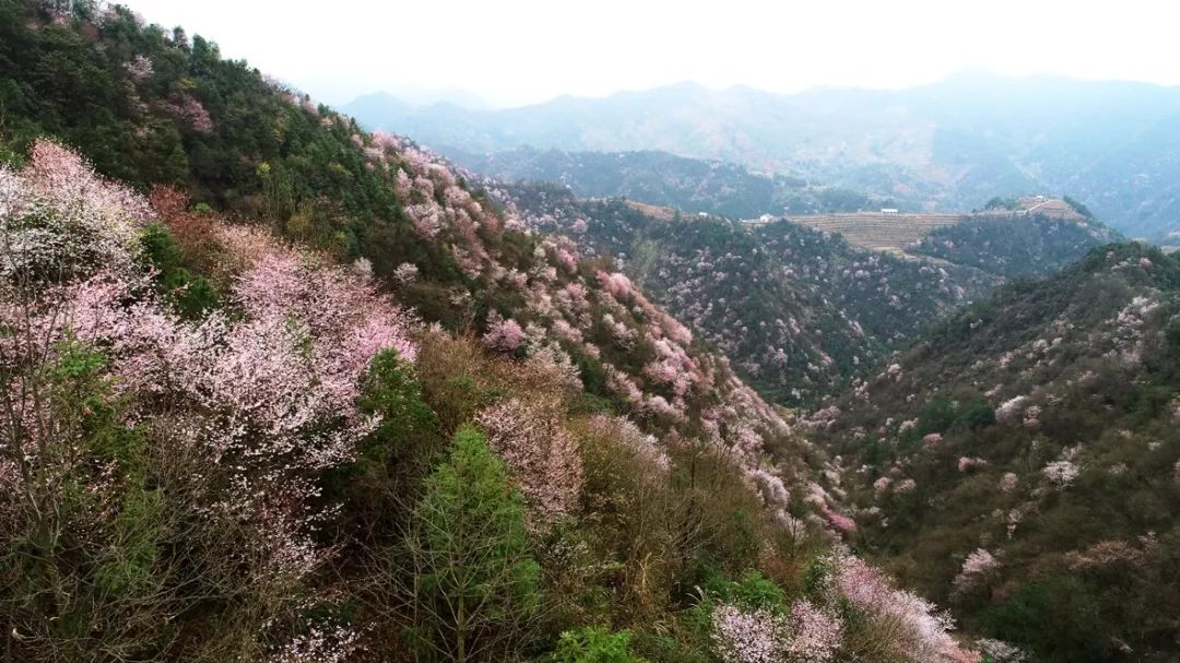 建德大唐村樱花图片