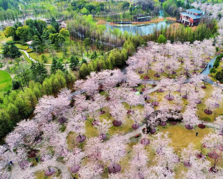 上海櫻花節明天開幕,顧村公園早櫻已達