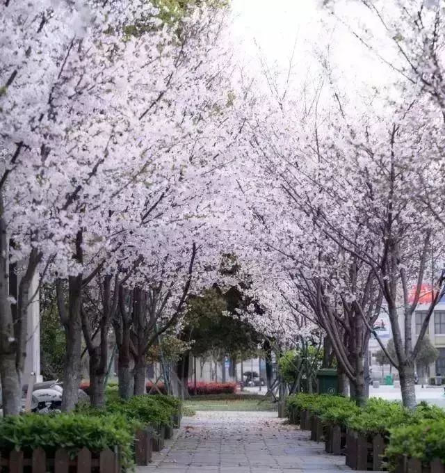 长峙岛樱花公园图片