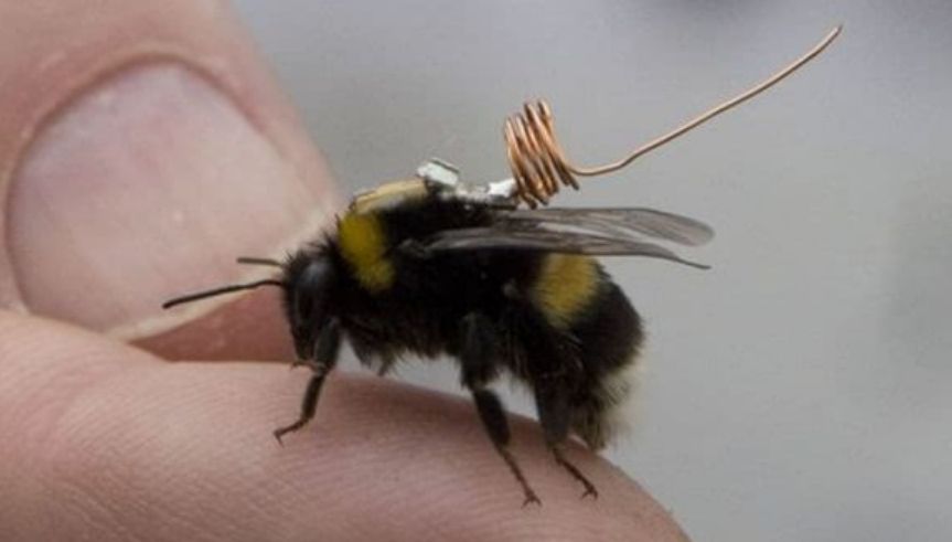 蜜蜂追踪定位探测仪图片