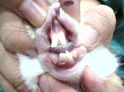 家兔牙齿图片