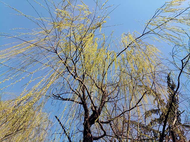 青岛的柳树发芽了春意渐浓