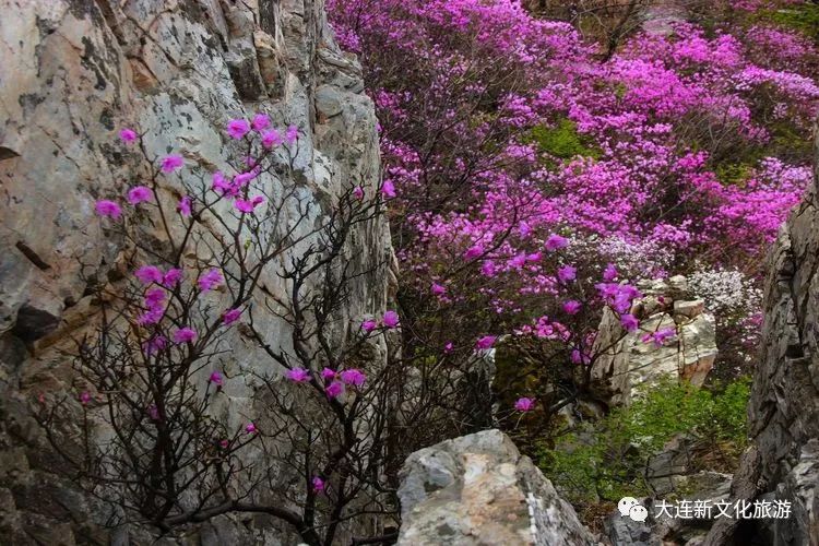 四月的大黑山,嶺上開遍映山紅_杜鵑花