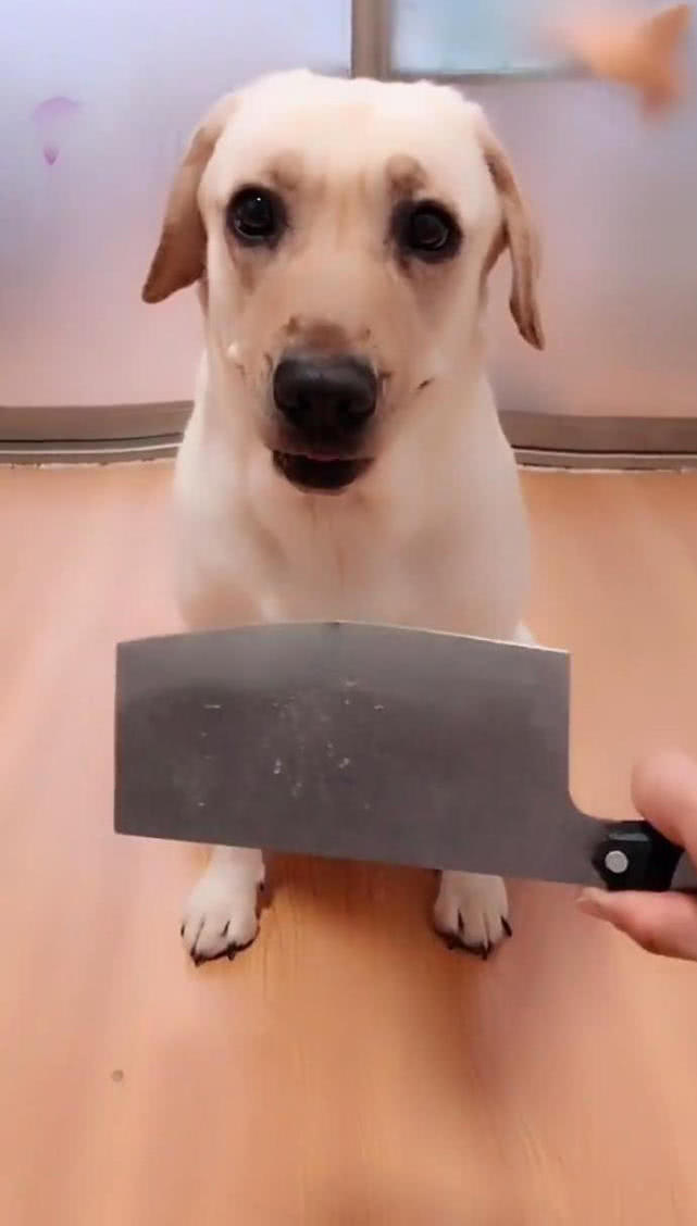 一只狗拿把刀的图图片