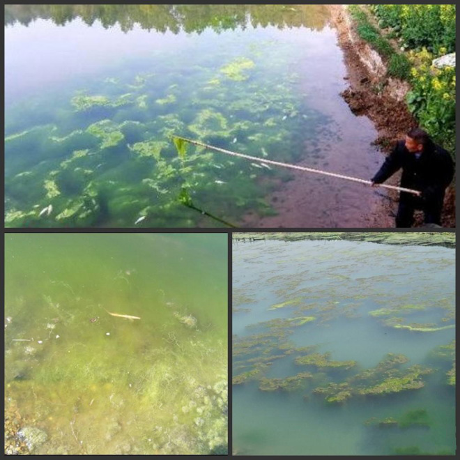 怎麼去除青苔怎樣去青苔魚池青苔怎麼解決東方青苔淨